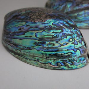 Könnte beinhalten: Zwei schillernde Abalone-Muscheln mit einer lebendigen Darstellung von Blau-, Grün- und Lilatönen. Die Muscheln haben eine strukturierte Oberfläche und eine natürliche, organische Form. Ein schönes Beispiel für Naturkunst.
