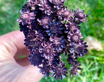 Bordeaux (deep purple) star flower