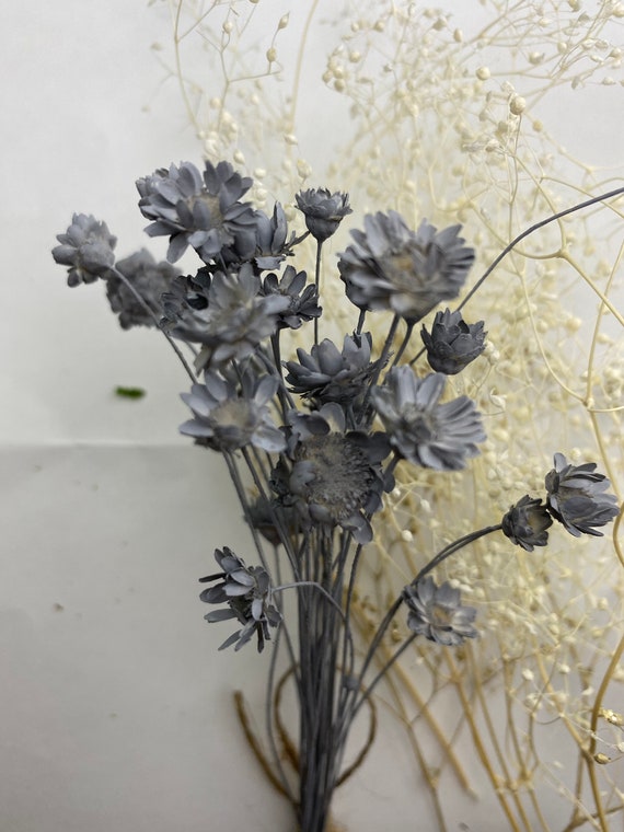 Gray Real Dried Star Flowers 100 Stems 
