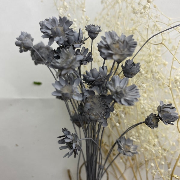 Gray real dried star flowers 100 stems