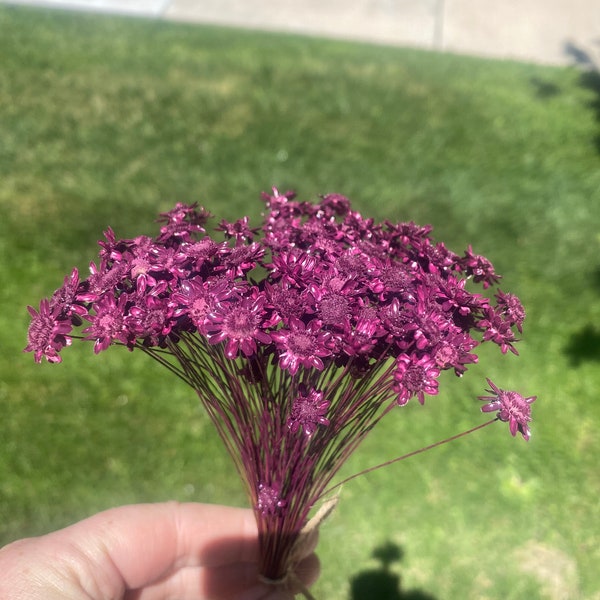 Aubergine star flowers 100 ct 100 stems