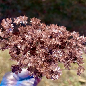 Rose gold star flowers 100 stems