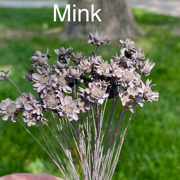 Mink (Taupe) mixed color real dried Star Flowers! 100 stems