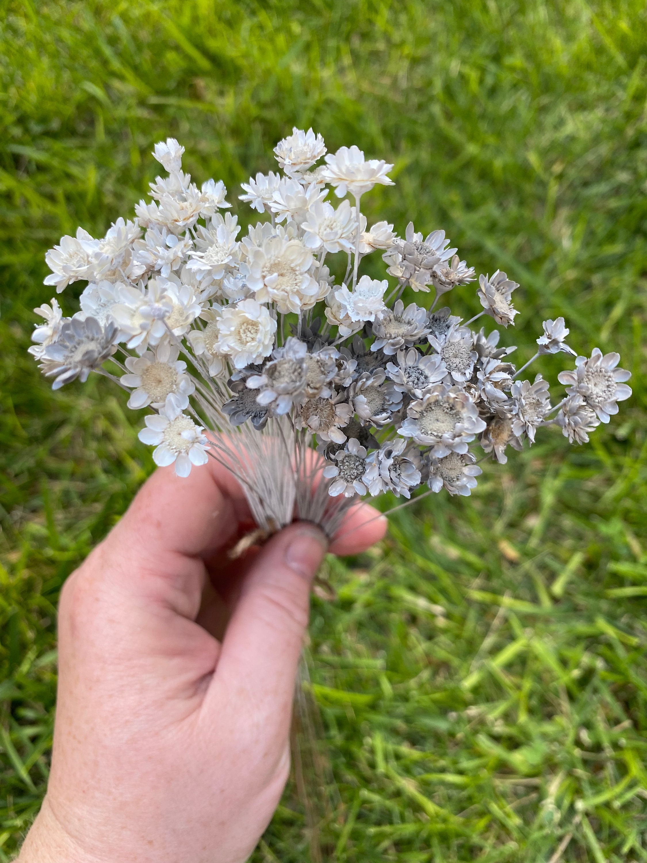 Gray Real Dried Star Flowers 100 Stems 