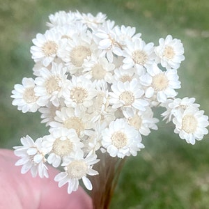 Real Dried Natural White Little Star Flowers Heads Dry Mini Daisy