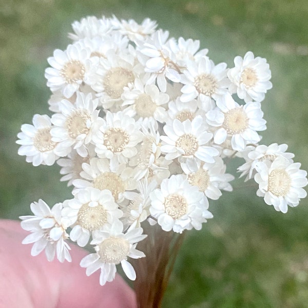 Natural Cream colored dried star flowers 100 stems