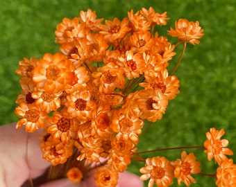 Orange and Black dried star flowers 100 stems 100 stems