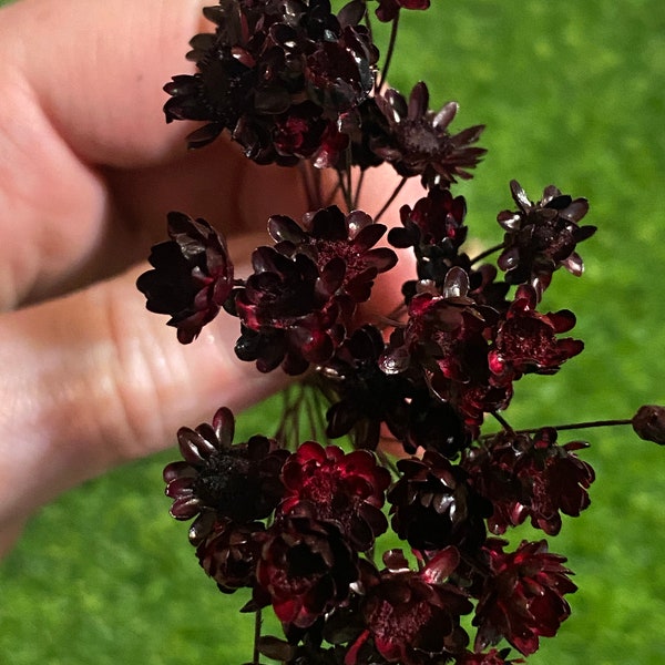 Black and Burgundy Red dried star flowers 100 stems