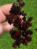 Black and Burgundy Red dried star flowers 100 stems 