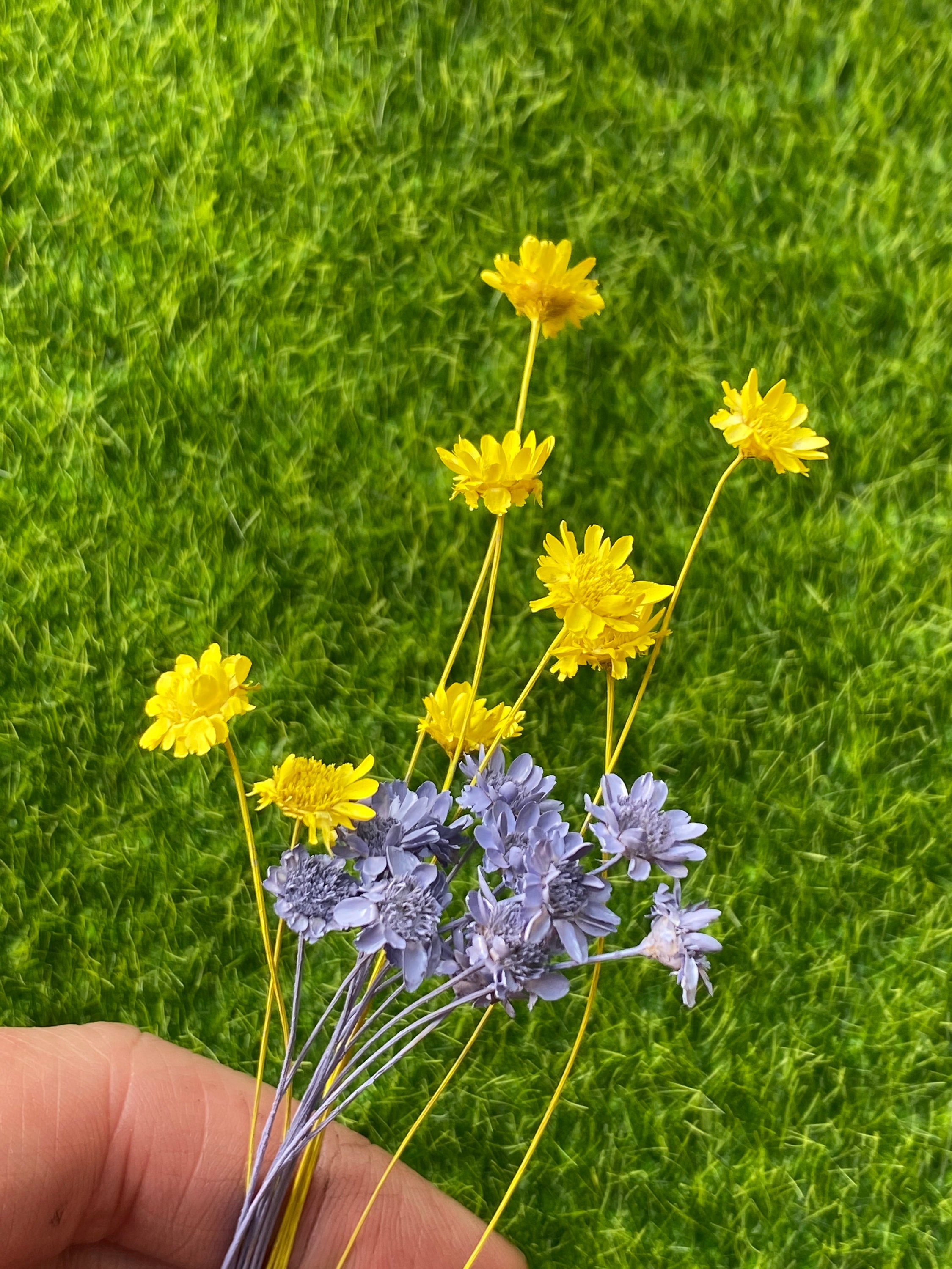 Natural Dry Flowers Brazilian Small Star Daisy Decor Dried - Temu