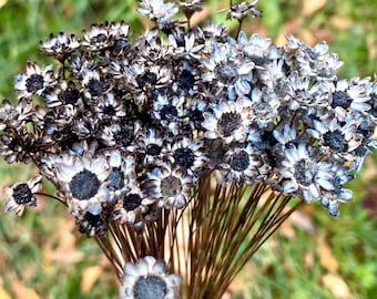 Translucent black dried Star flowers 100 stems