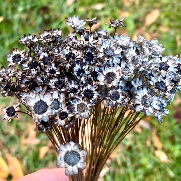 Black Dried Flowers Etsy