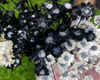 Black or White with silver polka dot flowers real dried star flowers 100 stems