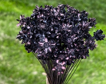 Black fire pearlescent star flowers 100 stems