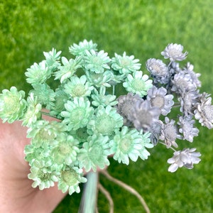 Mint green and light gray dried star flowers 100 stems