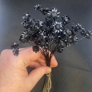 Flat Black or Chalk Black real dried star flowers 100 stems