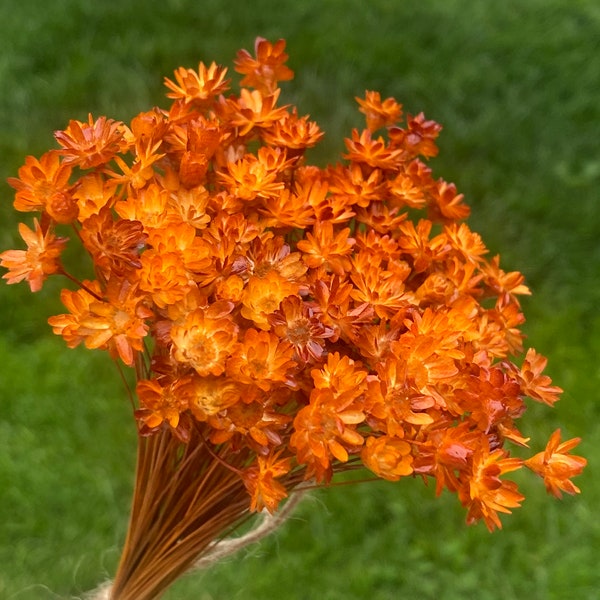 100 stems burnt orange star flowers