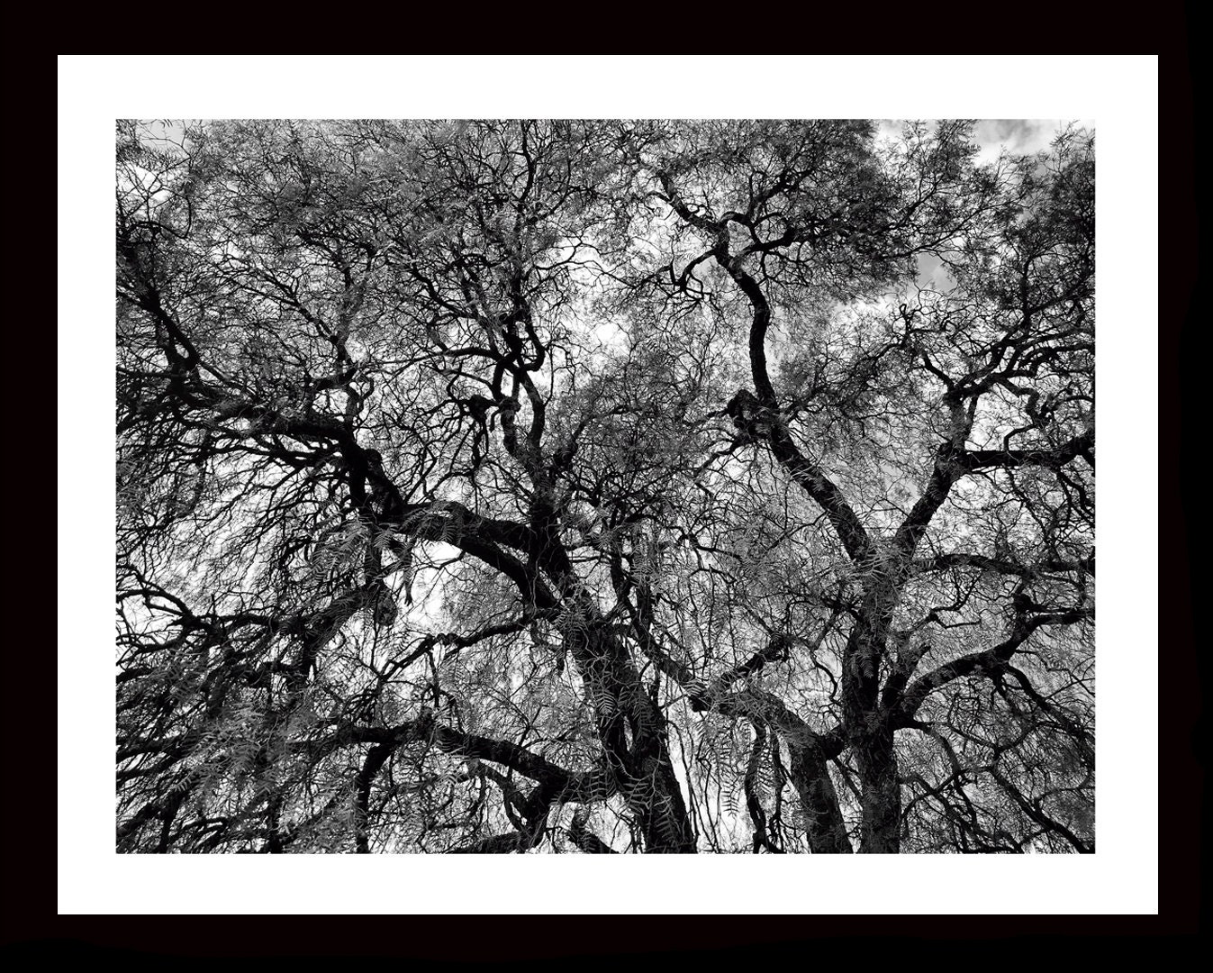 Tree Art Black and White Photography Prints Wall Art Etsy