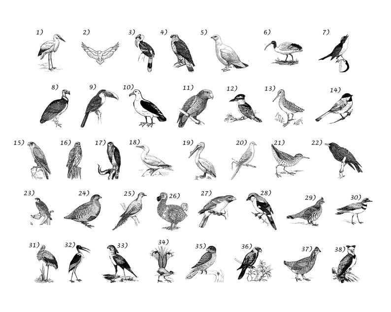 Personalized Cutting Board, Engraved Cutting Board, Bird Watcher Gift, Bird, Bird Lover, Bird Watching Gift, Bird Nerd, Hiker, Traveler, 643 image 4