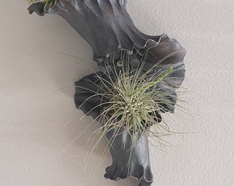 Quirky 'air plant' wall planter