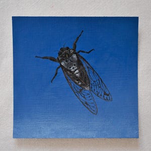 Puede incluir: Pintura de una cigarra sobre un fondo azul. El insecto está representado en detalle, con las alas extendidas y el cuerpo en tonos de negro, blanco y gris. La obra de arte está sobre un lienzo cuadrado.