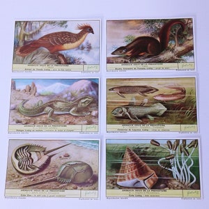 Vintage-Handelskarten 1959 Liebig Animaux issus de la prehistoire Französische prähistorische Tiere Dinosaurier Fossil Record Lebensmittel-Werbekarten