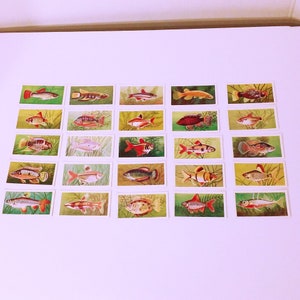 Trade Cards Werbung Ephemera Mitcham Foods England Aquarium Fish 2nd Series # 26-# 50 Komplettes Set Lot von 25 Vintage 1957
