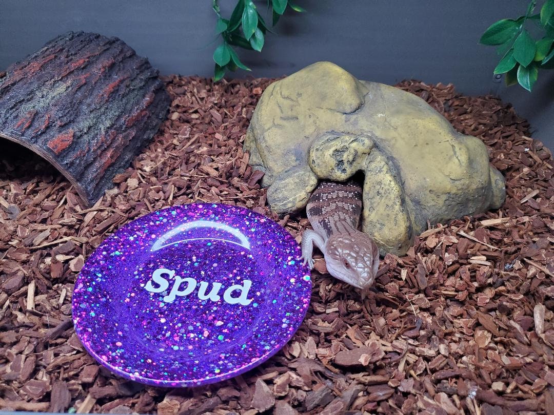 Reptile Dish Bearded Dragon Salad Dish Reptile Plate Reptile Bowl Etsy