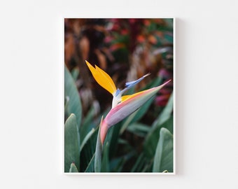 Bird of Paradise Print, Hawaii Botanical Art, Coastal Tropical Decor, Big Island Printable, Boho Inspiration