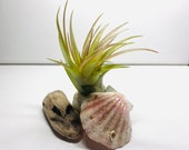 Brown Sea Glass, Tumbled White Milk Glass, Real Air Plant, Driftwood and Sea Shell