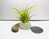 Clear Tumbled, Recycled Glass w Driftwood, Sea Shell and A Real Air Plant Z35