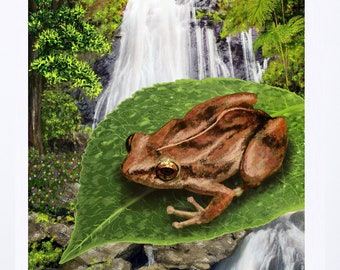 Puerto Rico Coqui print giclee wall decor caribbean art rain forest print waterfall puerto rico animals tropical frog