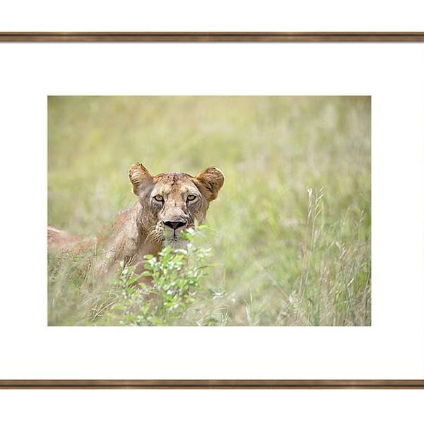 Lioness Art Print, Tanzania Wall Art, Wildlife Photography, Lion Safari Wall Art, Africa Safari Photo, Animal Print Art, Africa Travel Print