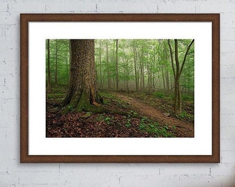 Forest Wall Art, Catoctin Mountains National Park, Forest Print, Maryland Print, Nature Photography, Hiking Trail Print, Woodland Wall Art