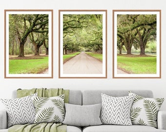 May include: Three framed prints of a dirt road lined with large oak trees with green grass and a blue sky in the background.
