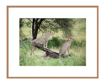 Safari Print, Tanzania Africa Wall Art, Wildlife Photography, Cheetah Photo Print, African Cheetah Wall Art, Animal Print Travel Photography