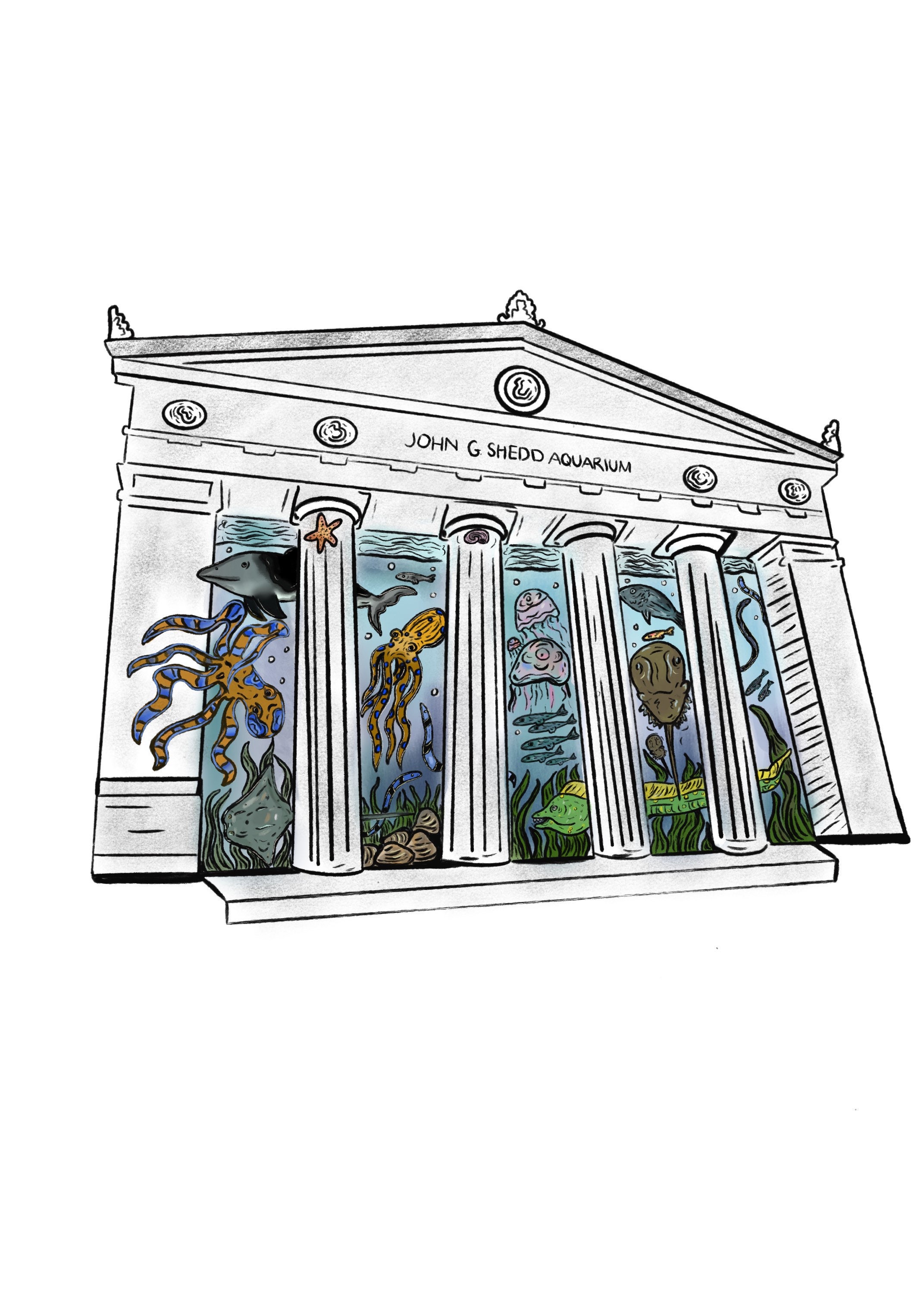 Shedd Aquarium Chicago Etsy