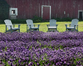 Wilder Lavendel Farm, Door County, Wisconsin