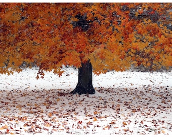 Baum im Herbst Schneefall, Door County, Wisconsin
