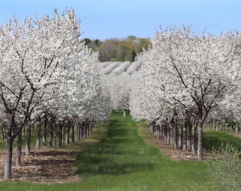 Reihen von Door County Kirschblüten Print: Wisconsin Orchard Landschaft