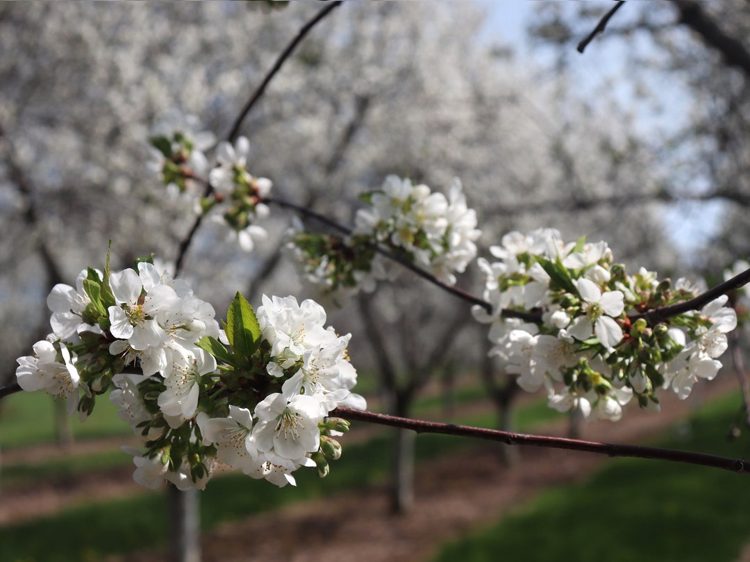 Door County Cherry Blossoms, Door County, Wisconsin Etsy