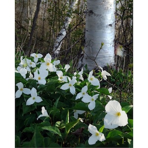 Trillium and Birch, Door County (Wisconsin)