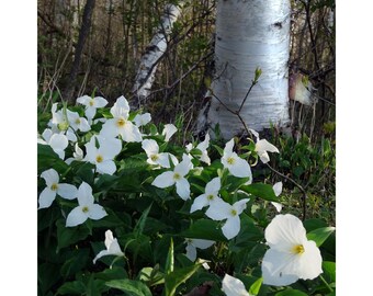 Trillium y abedul, condado de Door, Wisconsin