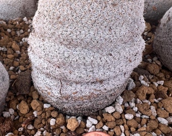 Epithelantha Plant Bokei Cactus Cati Super White ( pachyrissa)(Micromeris) Rare