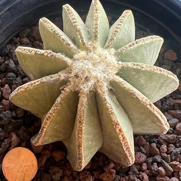 1- Aztekium Hintonii