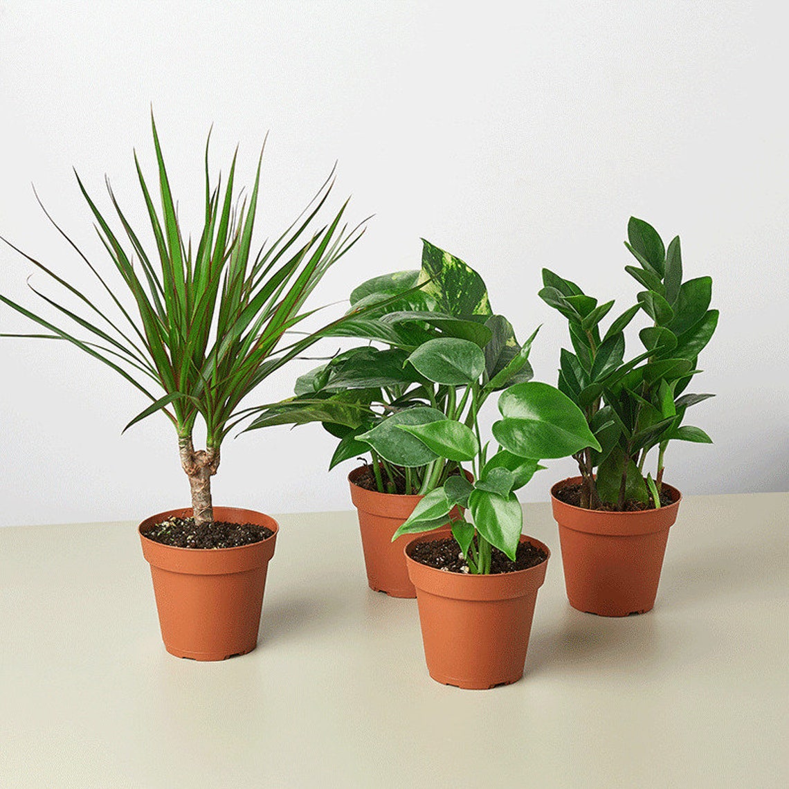 Easy Care Variety Bundle Houseplant Variety Pack 4 Plants Etsy