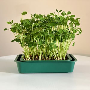 Reusable Windowsill Microgreens Planter + Tray, Food Safe, Dishwasher Safe, For Soil, Coco Coir or Peat, Easy to Bottom Water, Made in USA