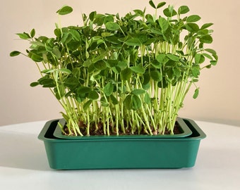 May include: A vibrant, close-up shot of a microgreen garden. Lush, green pea shoots are densely packed in a dark green rectangular tray. The tray sits on a white surface, with a neutral background. The microgreens are ready for harvest.