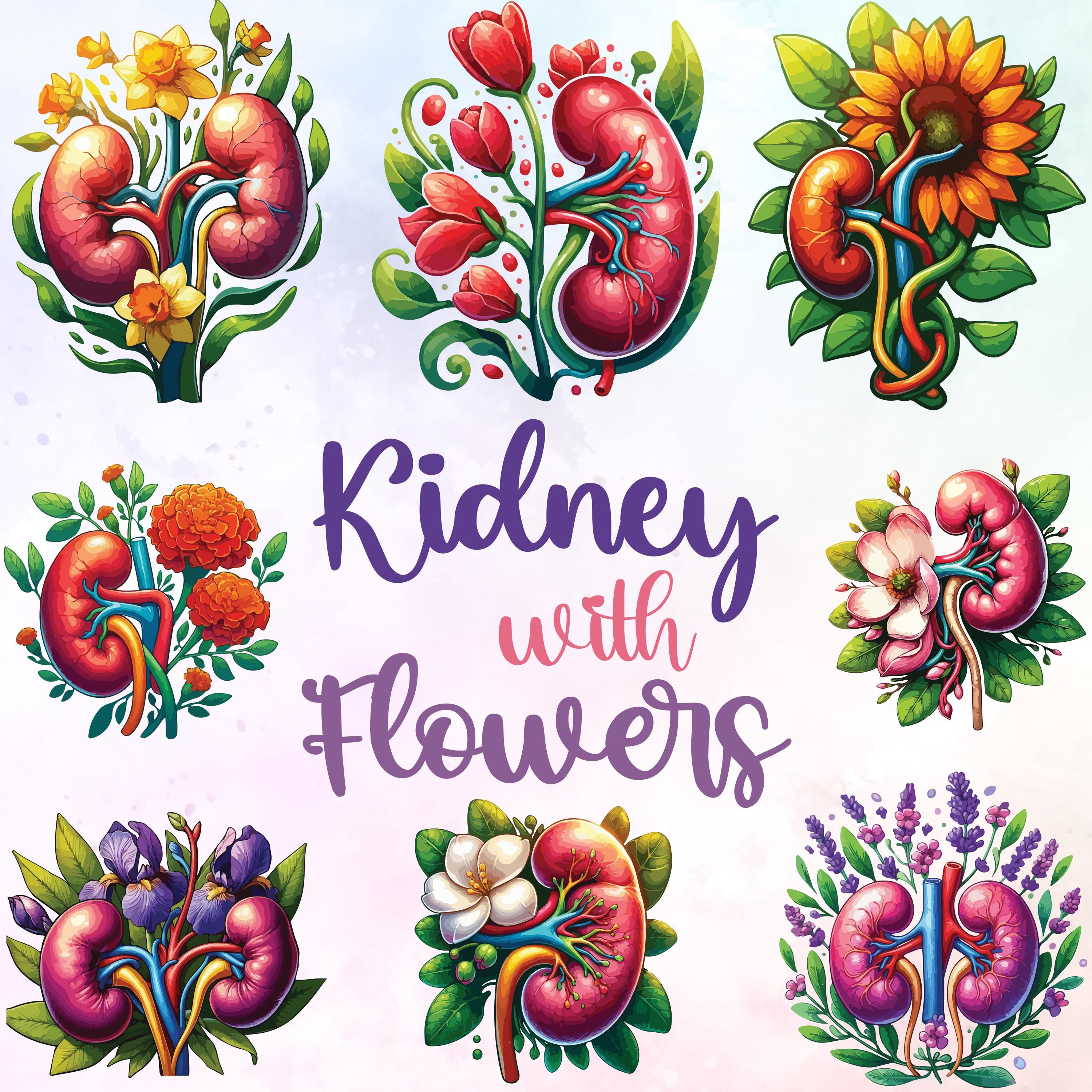 Kidney with flowers Watercolor Clipart, Human Kidney with sunflowers,Medical Art, Nephrology nurse gifts, 35 SVG PNG, Digital Download