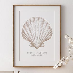 Pode incluir: Uma impressão emoldurada com uma ilustração detalhada de uma concha de vieira, intitulada "Pecten Maximus". A obra de arte é exibida acima de uma cômoda de madeira com uma cesta de vime e um vaso de flores brancas. A estética geral é costeira e natural.
